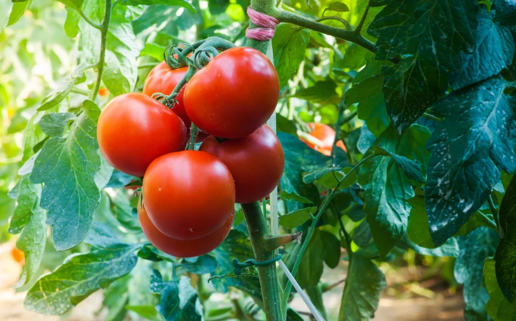 Are tomatoes toxic to cats?