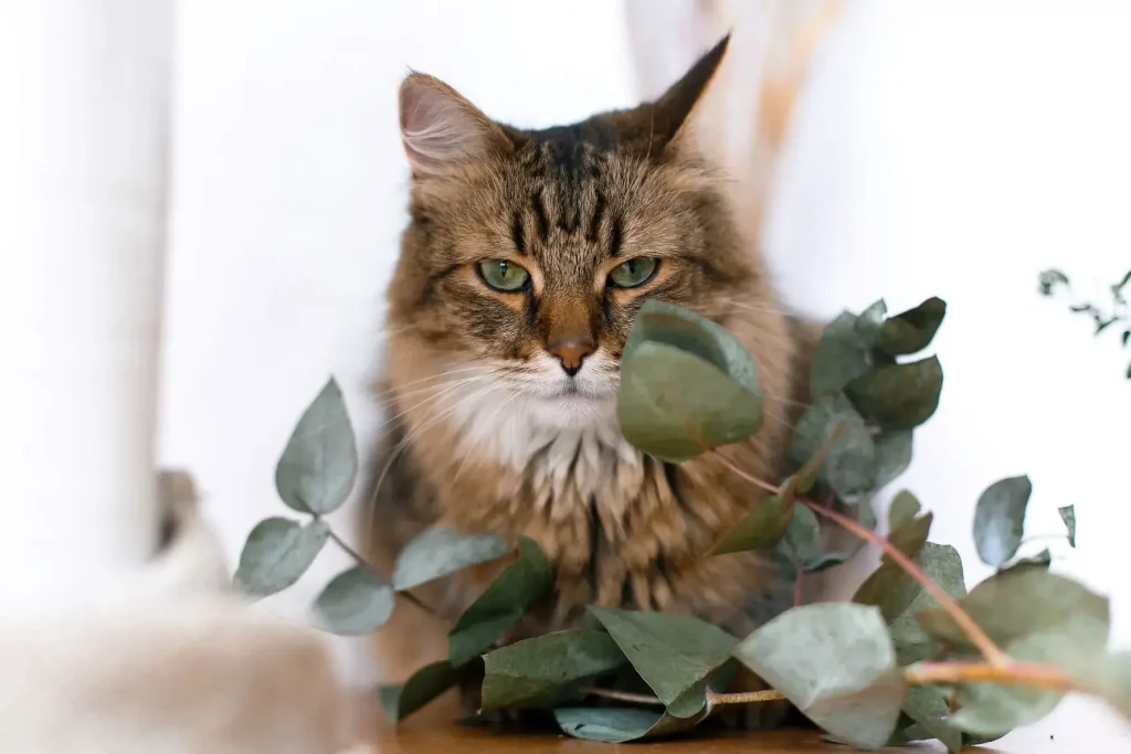 Is-Eucalyptus-Safe-For-Cats