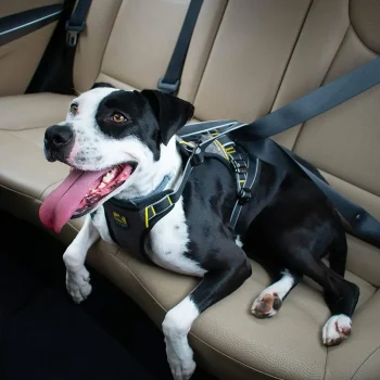 Kurgo-Impact-Crash-Tested-Dog-Car-Harness