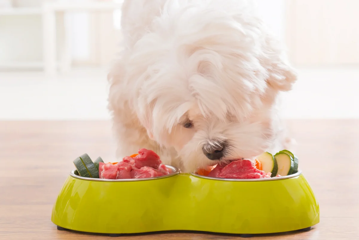 Raw-Diet-for-Dogs-A-Beginners-Guide