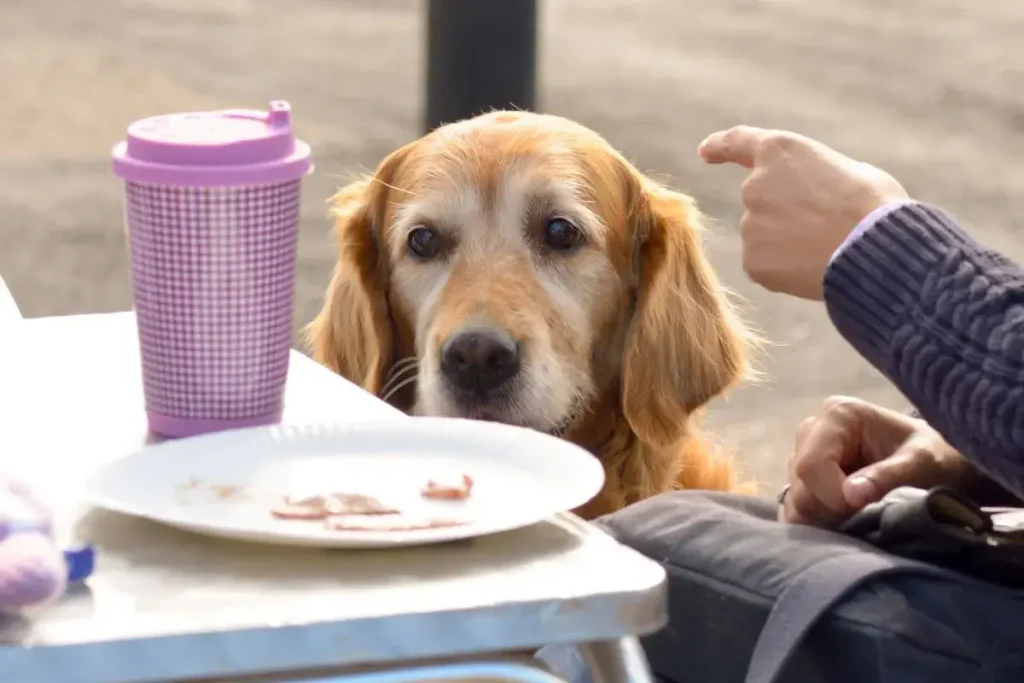 Can Dogs Eat Bacon? The Scoop on this Sizzling Treat