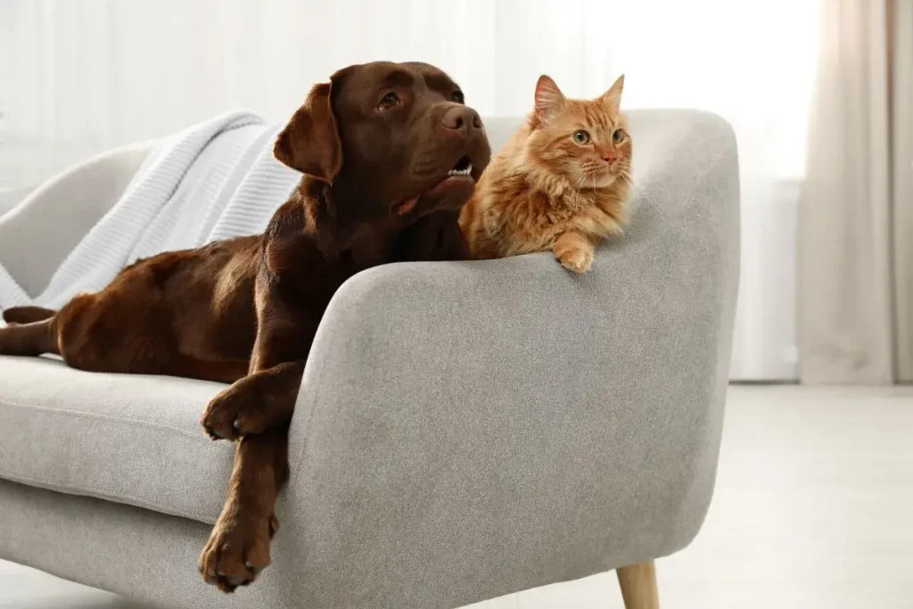 Feline vs Canine: Who's the Brainiest - Cats or Dogs?