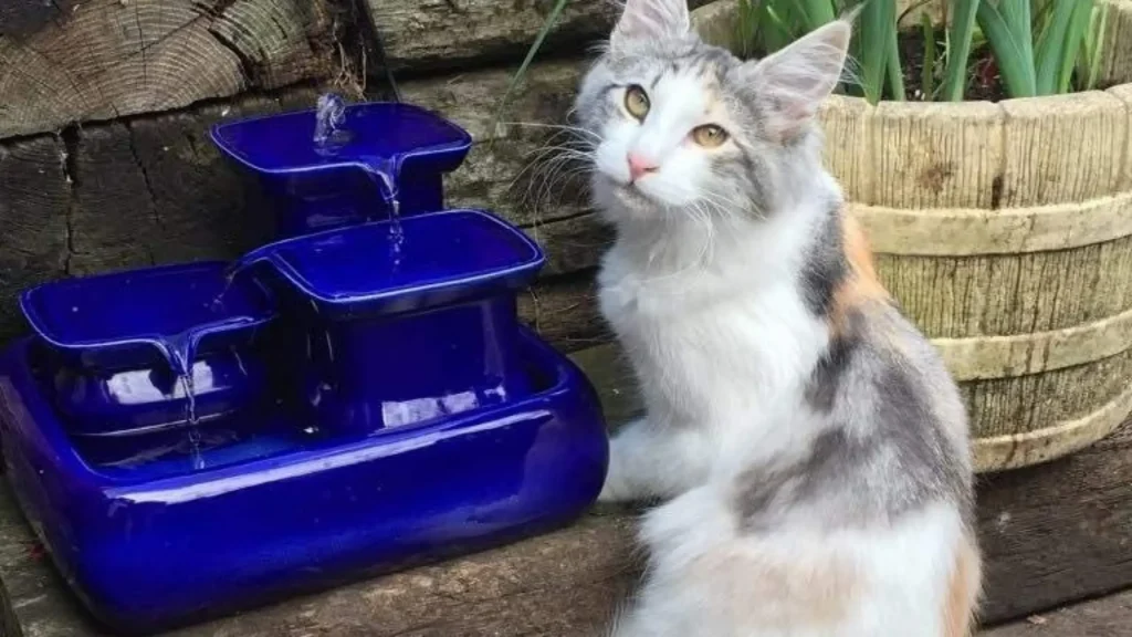 How-to-Get-Your-Cat-to-Use-a-Water-Fountain