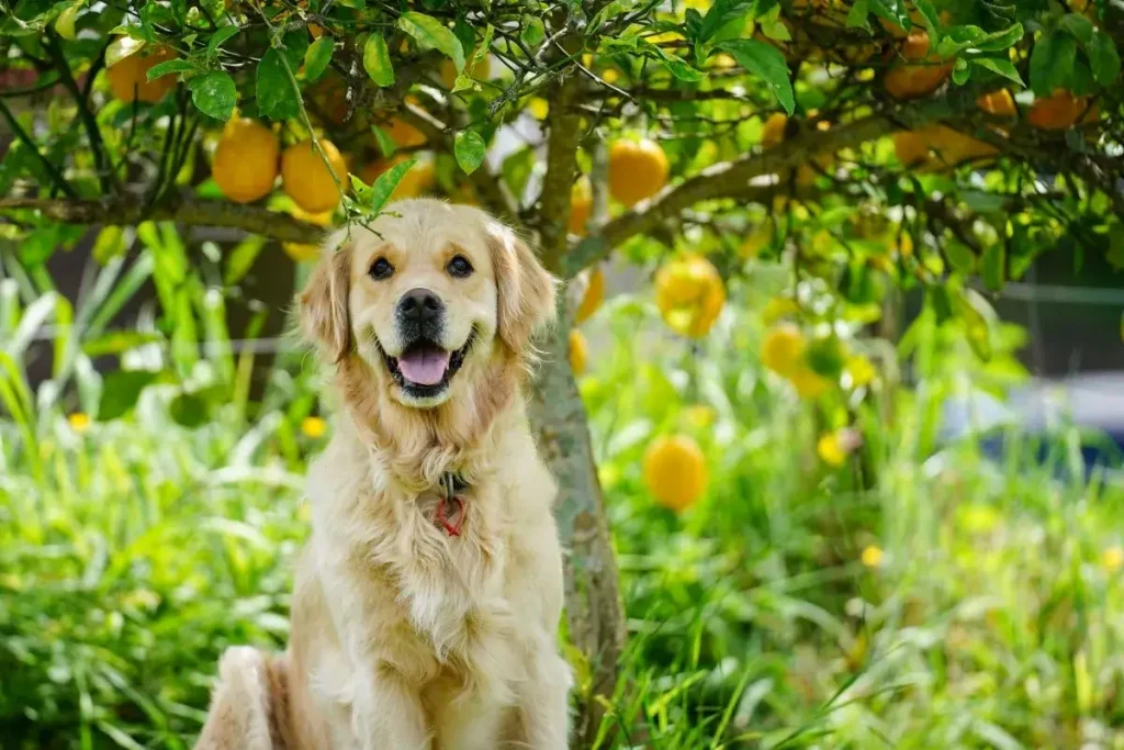 Lemon Oil & Dogs: Is It Safe or Dangerous?