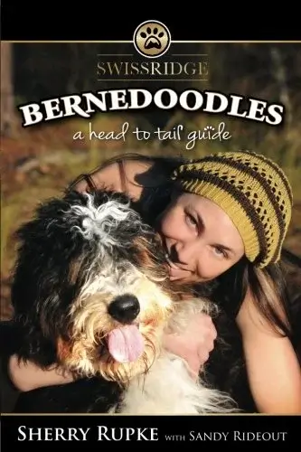 Bernedoodles - A Head to Tail Guide