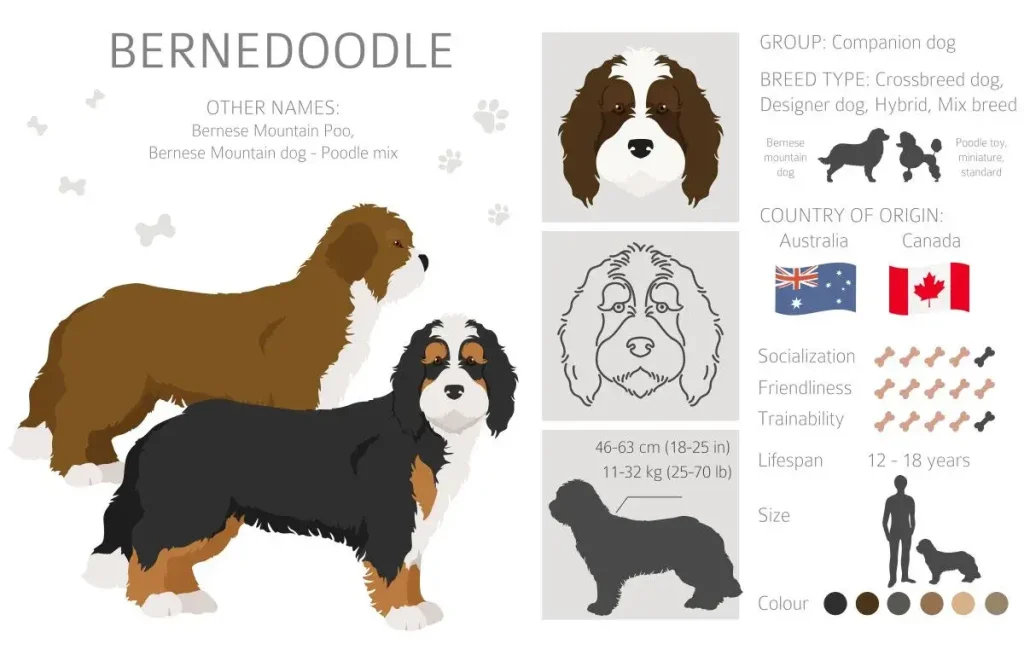 Bernedoodle Information Chart