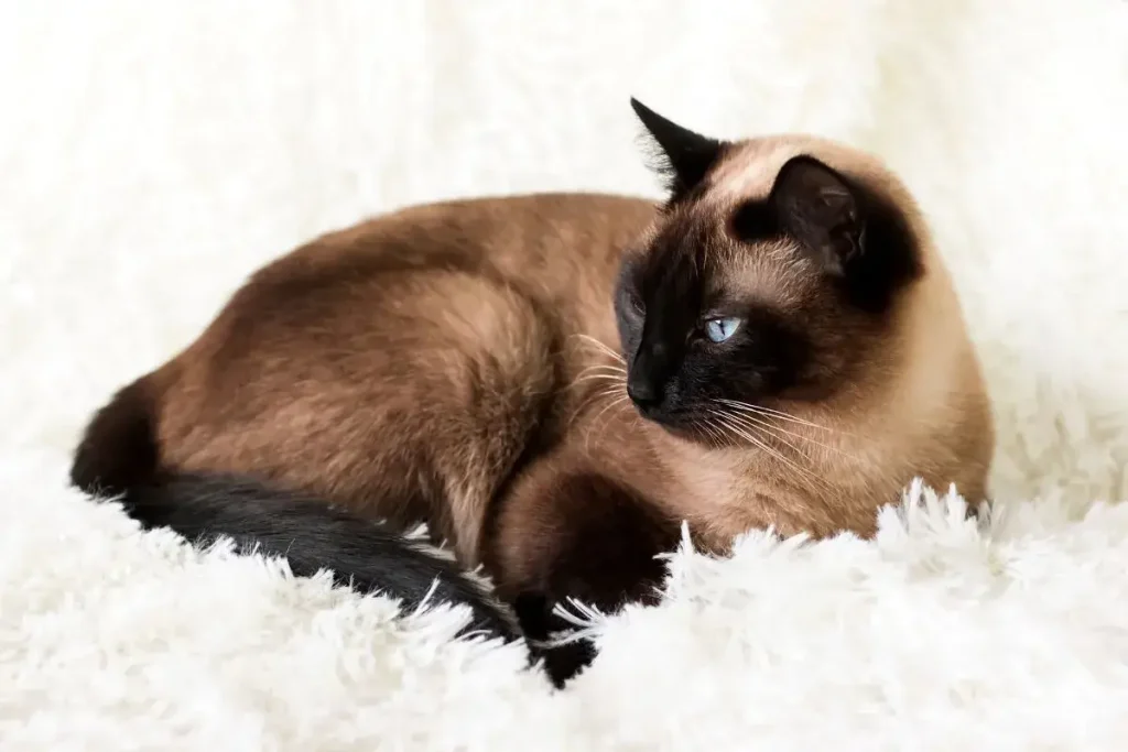 What Makes Chocolate Point Siamese Cats So Unique? A Complete Guide to the Breed