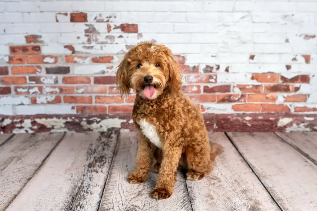 The Ultimate Mini Goldendoodle Guide: Everything You Need to Know!