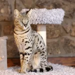 Savannah-Cats-101-Your-Complete-Guide-to-this-Exotic-Breed