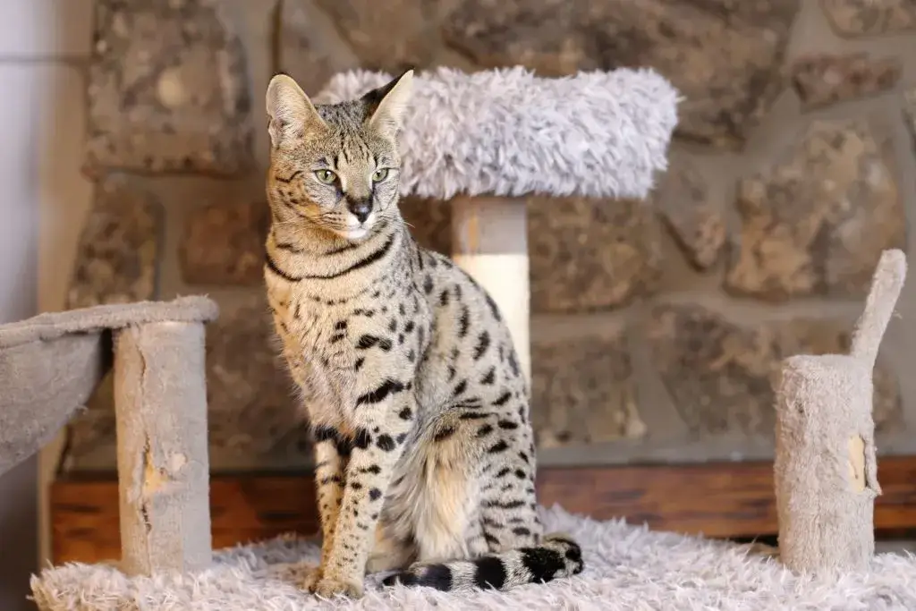Savannah-Cats-101-Your-Complete-Guide-to-this-Exotic-Breed