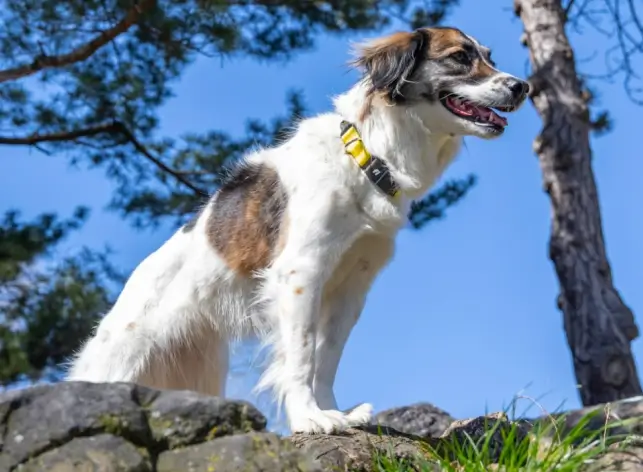 Fi Smart Dog Collar (Series 3) Review: A Must-Have Accessory for Dog Owners?